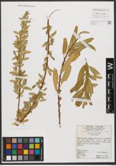 Foto von Salix subserrata Willd.